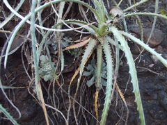 Graptopetalum sinaloensis