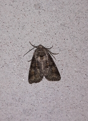 Brachylomia viminalis