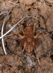 Pristoceuthophilus pacificus