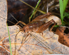 Pristoceuthophilus pacificus