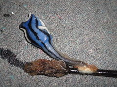 Conchoderma virgatum