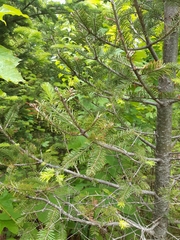 Abies balsamea image