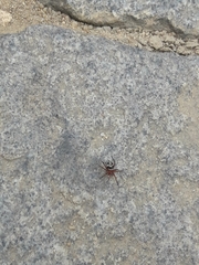 Steatoda ancorata