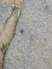 Steatoda ancorata
