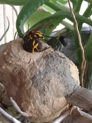 Sceliphron fistularium