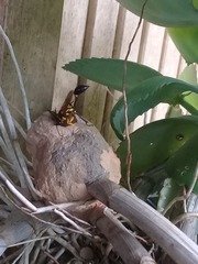 Sceliphron fistularium