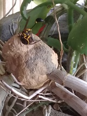 Sceliphron fistularium