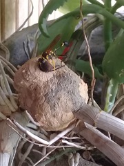 Sceliphron fistularium