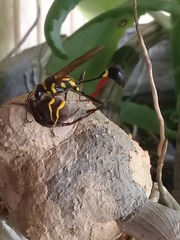 Sceliphron fistularium