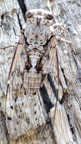 Ash Cicada photo 6