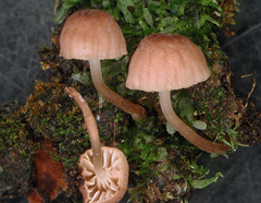 Mycena oculisnymphae