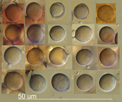 Mycena oculisnymphae