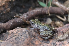 Eleutherodactylus verrucipes