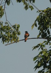 Falco sparverius sparverius