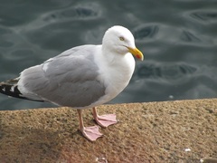 Larus argentatus argentatus