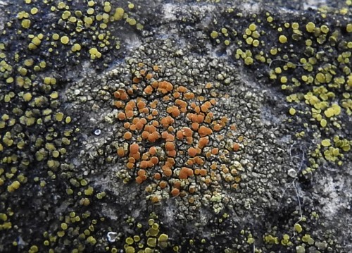 Sulphur Firedot
