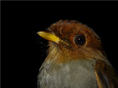 Hooded Antpitta photo 1