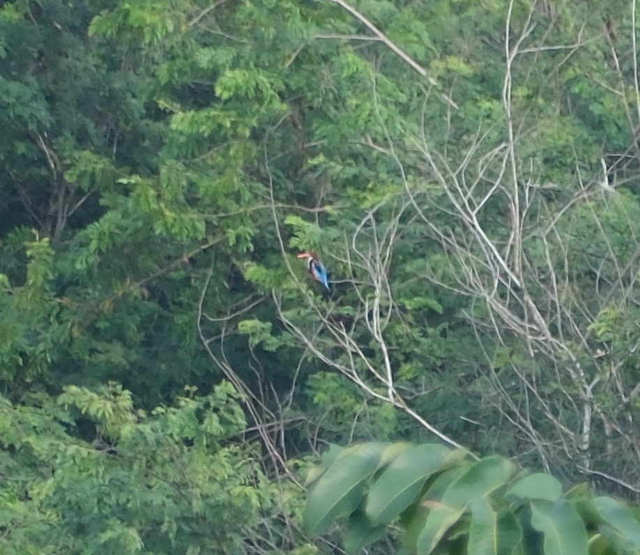 White-throated Kingfisher
