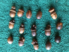 Quercus sinuata sinuata