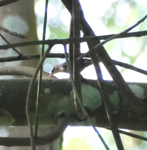 Velvet-fronted Nuthatch (Sitta frontalis), photo 9