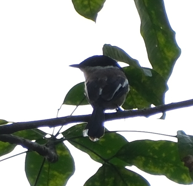 Bar-winged Flycatcher-shrike
