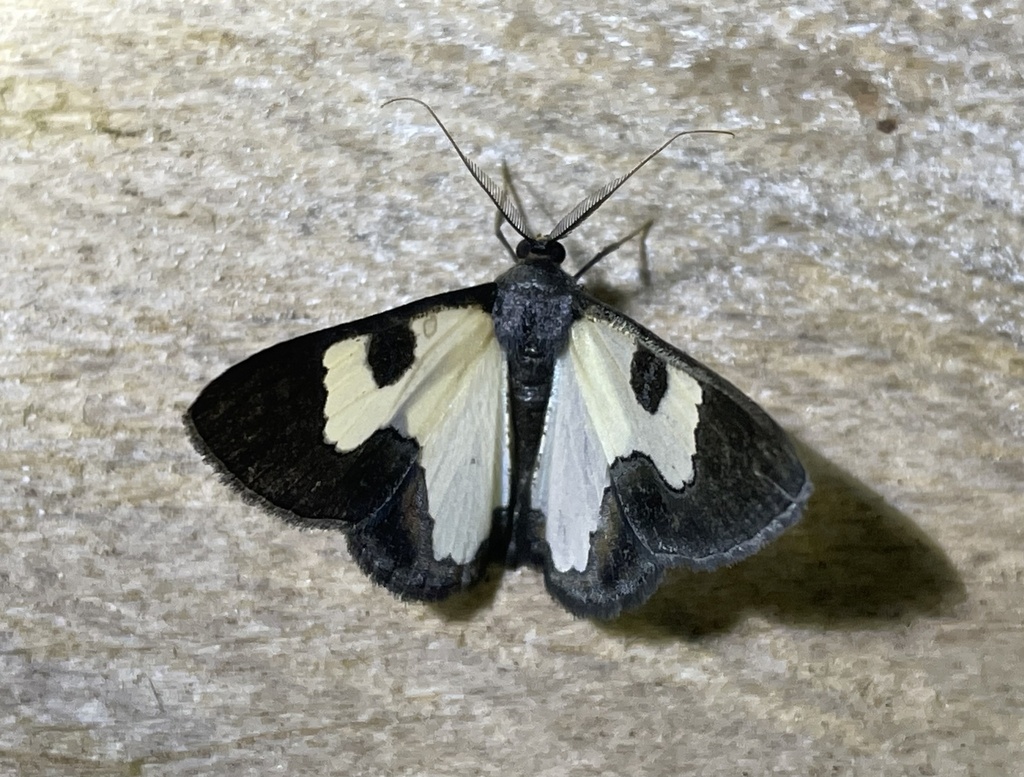 Zamarada terpsichore