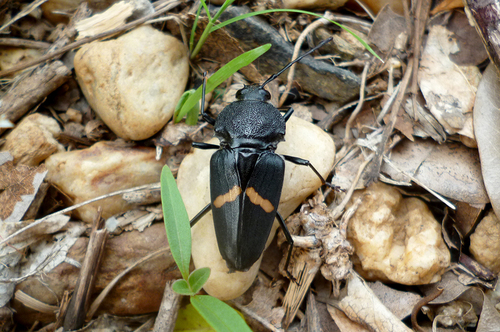 Megaderus stigma