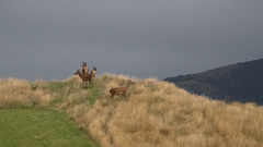 Cervus elaphus elaphus