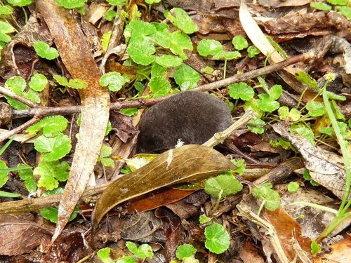 Cryptotis colombianus