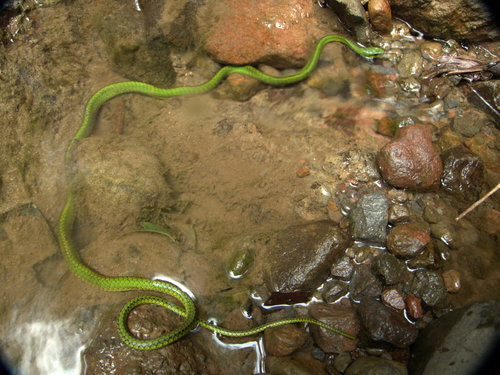 Chironius monticola