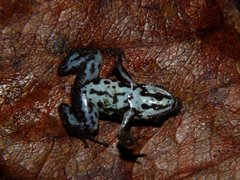 Marbled Poison-Arrow Frog photo 3