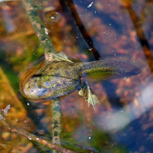 North American Green Frog, photo 9 of 10