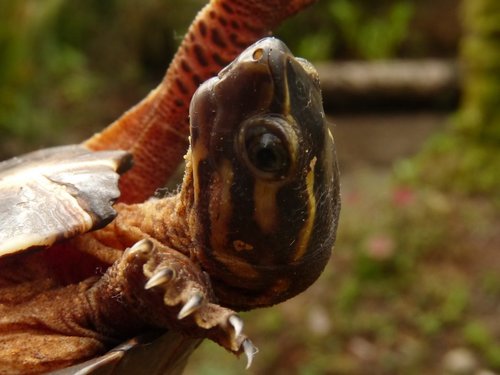 Rhinoclemmys nasuta