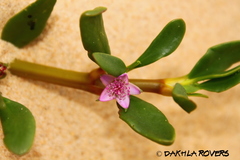 Sesuvium portulacastrum