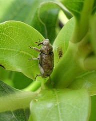 Mitrastethus baridioides