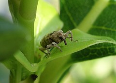 Mitrastethus baridioides