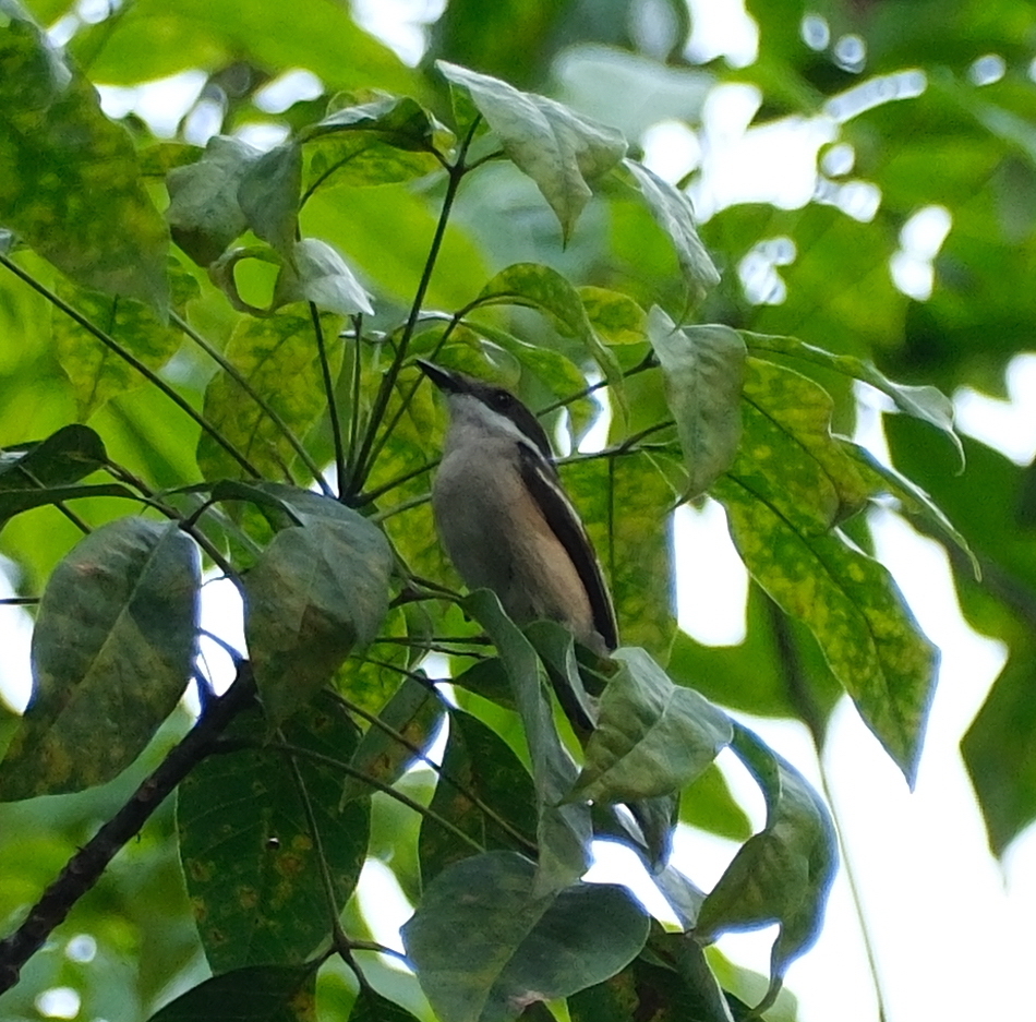 Bar-winged Flycatcher-shrike