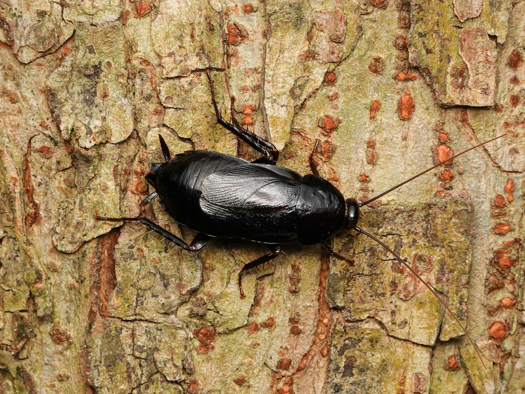 Japanese Cockroach
