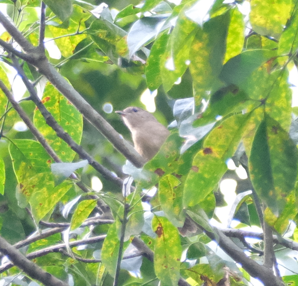 Brown-cheeked Fulvetta