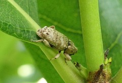 Mitrastethus baridioides