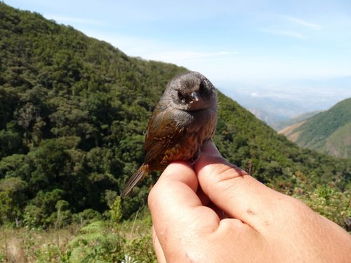 Scytalopus perijanus