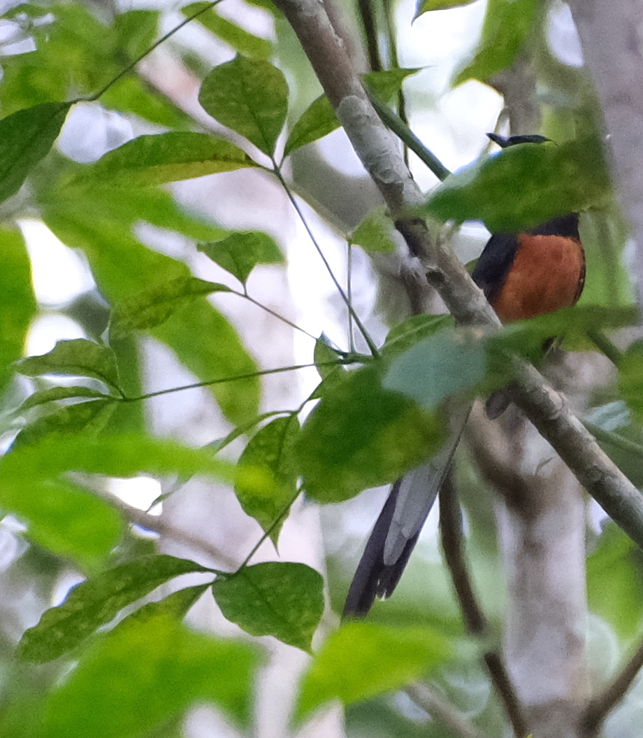 White-rumped Shama