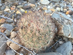 Echinomastus unguispinus