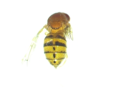 Drosophila tripunctata