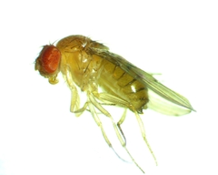 Drosophila tripunctata