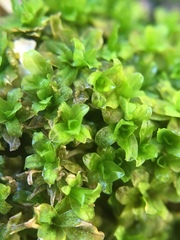 Dialytrichia mucronata