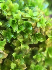 Dialytrichia mucronata