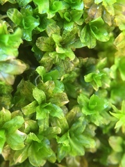 Dialytrichia mucronata