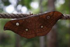 Antheraea frithi