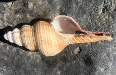 Propefusus australis